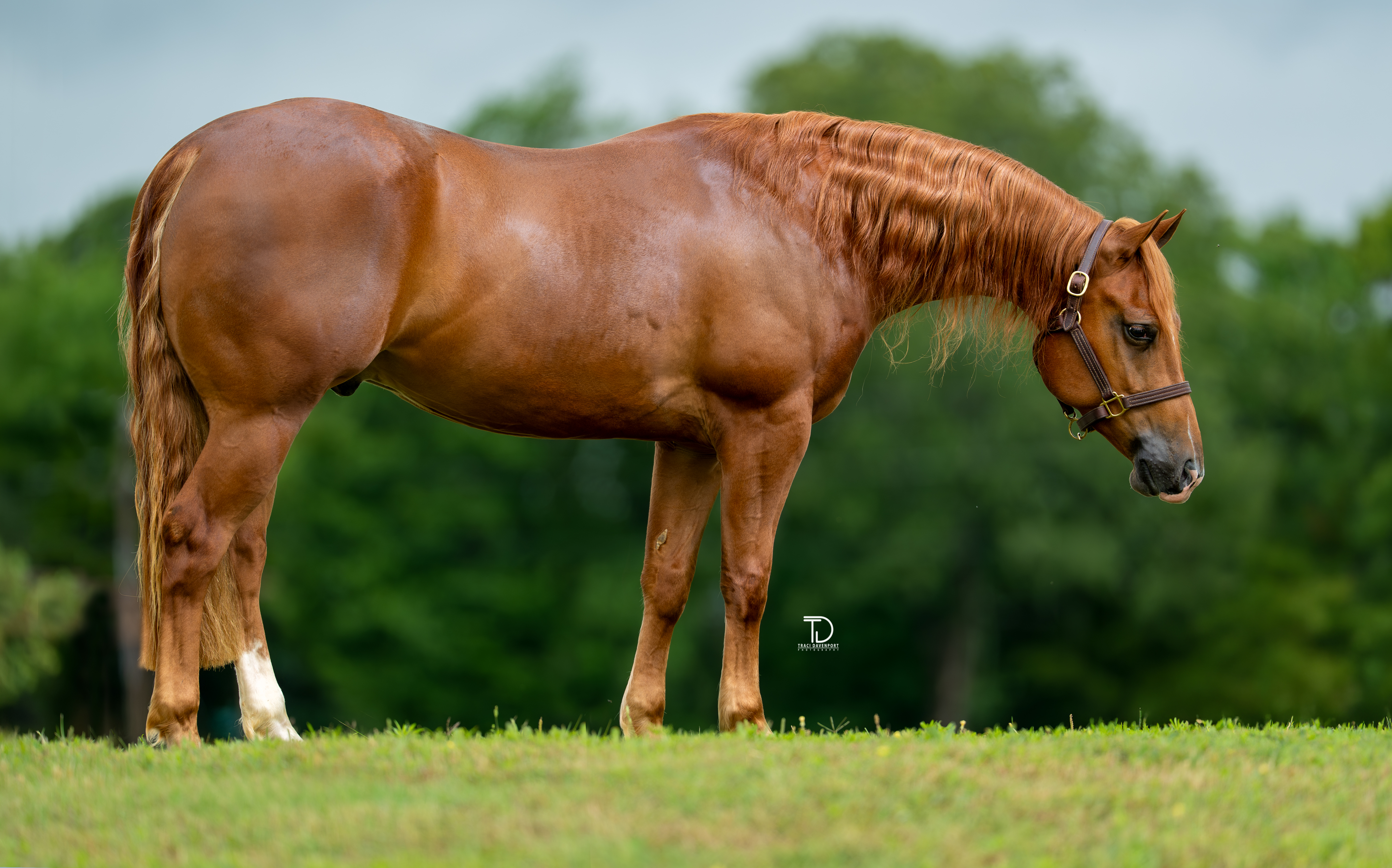 Traci Davenport Photography