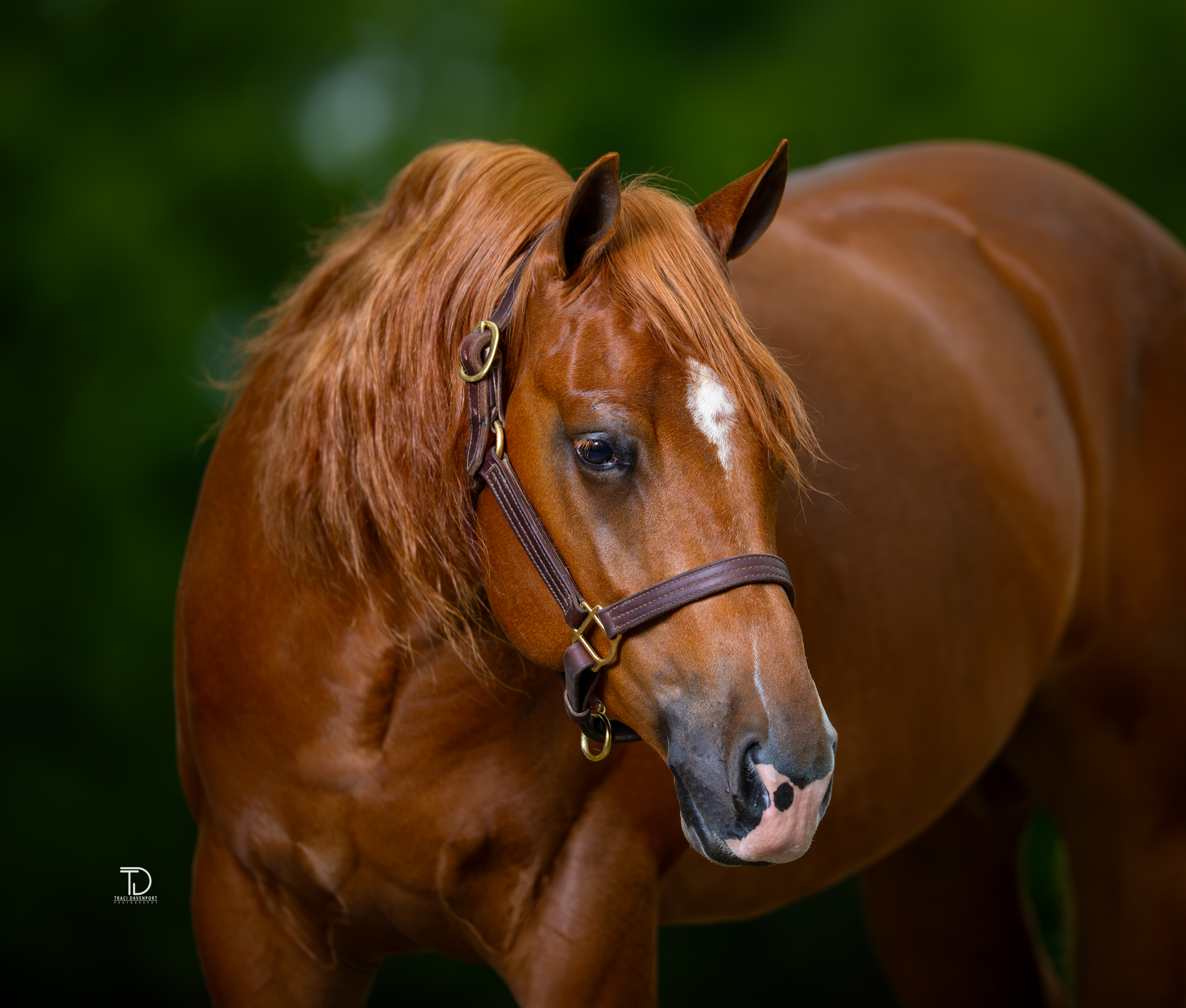 Traci Davenport Photography