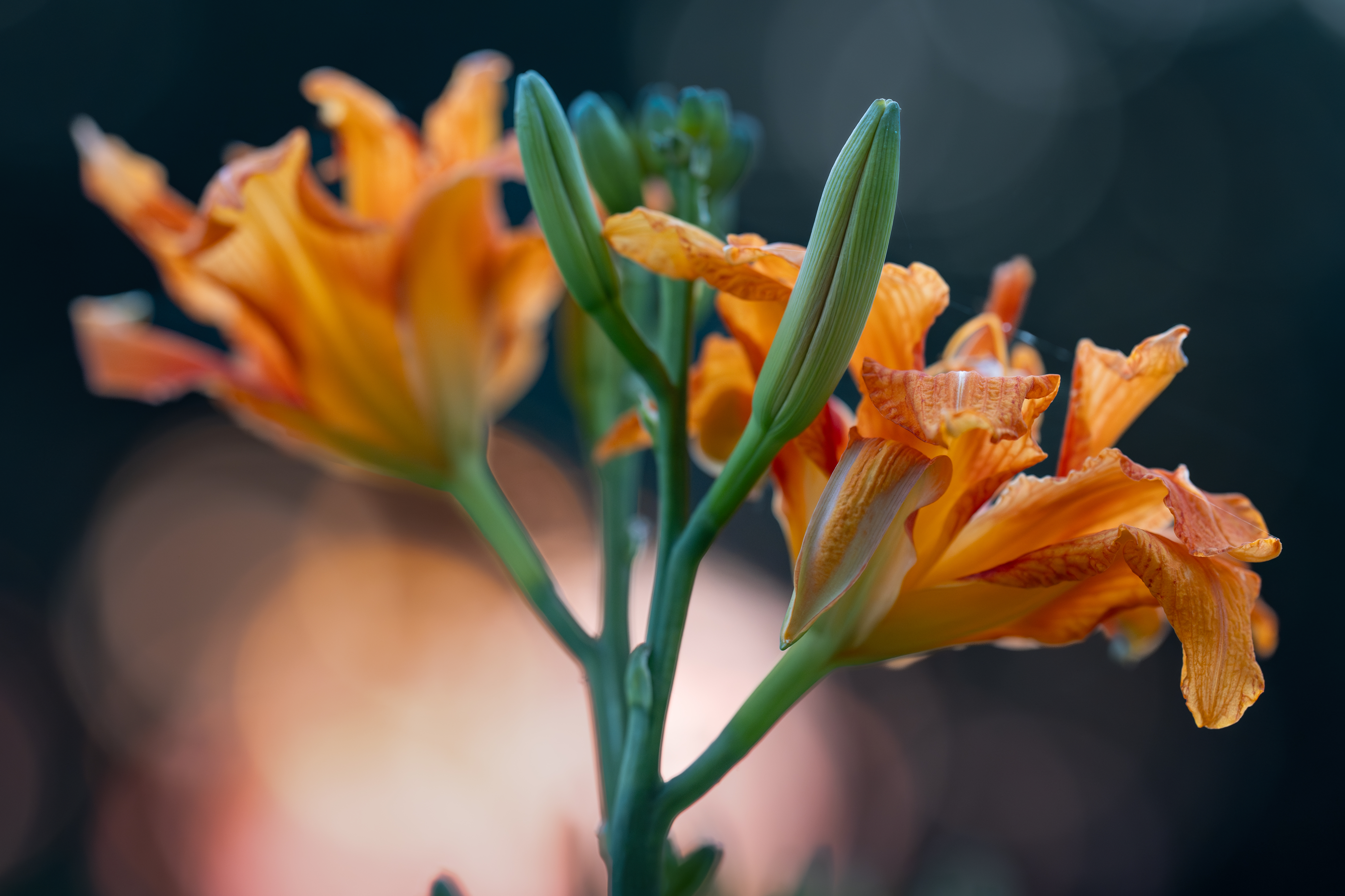 Traci Davenport Photography