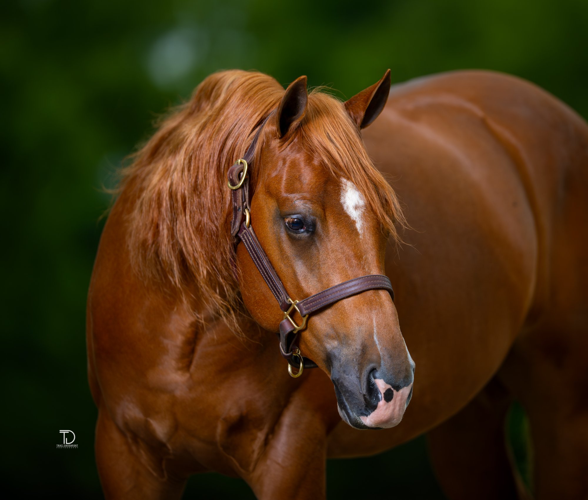 Traci Davenport Photography